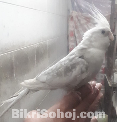 white face male cockatiel